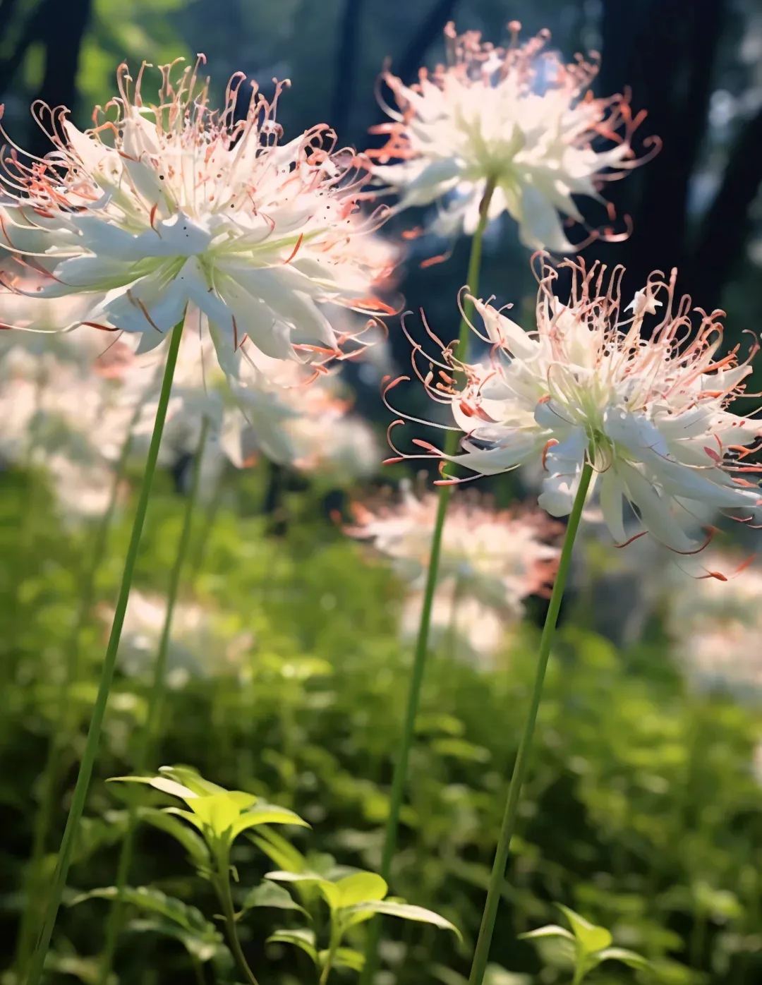 Equinox Flower Seeds