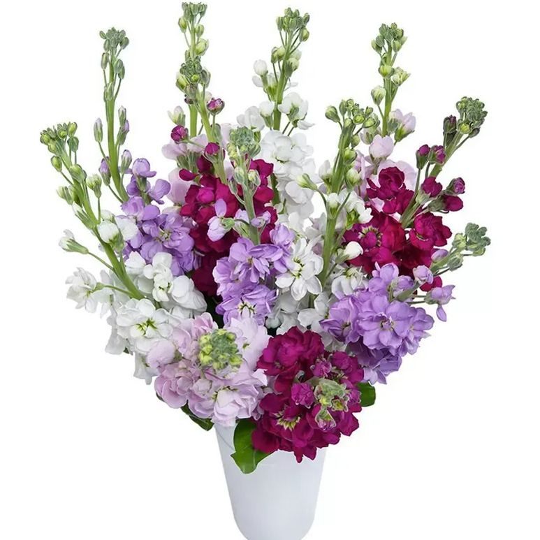 https://img-va.myshopline.com/image/store/1689135872829/-17248150693461.png?w=800&h=800