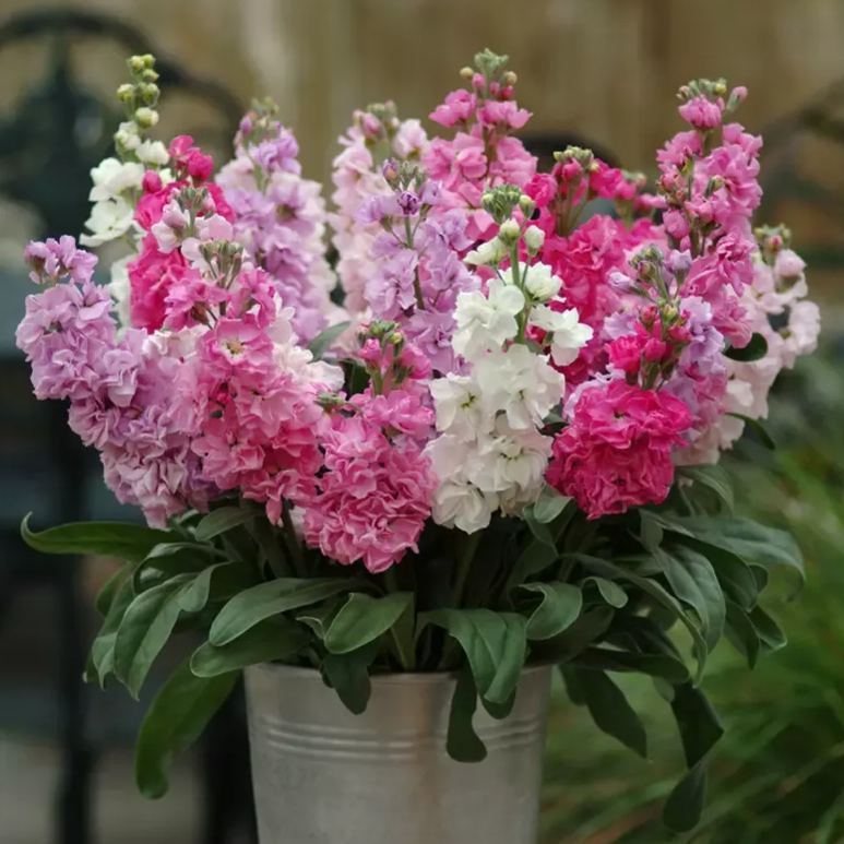 https://img-va.myshopline.com/image/store/1689135872829/-17248151125715.png?w=800&h=800