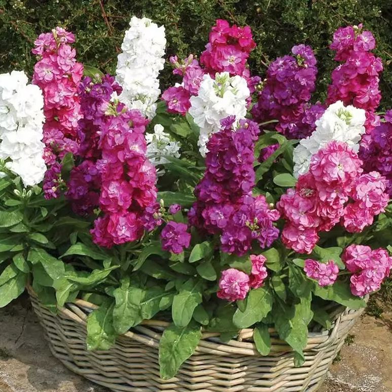 https://img-va.myshopline.com/image/store/1689135872829/-17248134109022.png?w=800&h=800