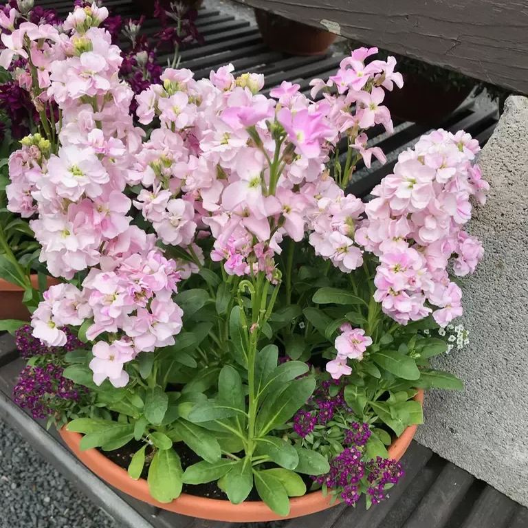 https://img-va.myshopline.com/image/store/1689135872829/-1724815259165.png?w=768&h=1024