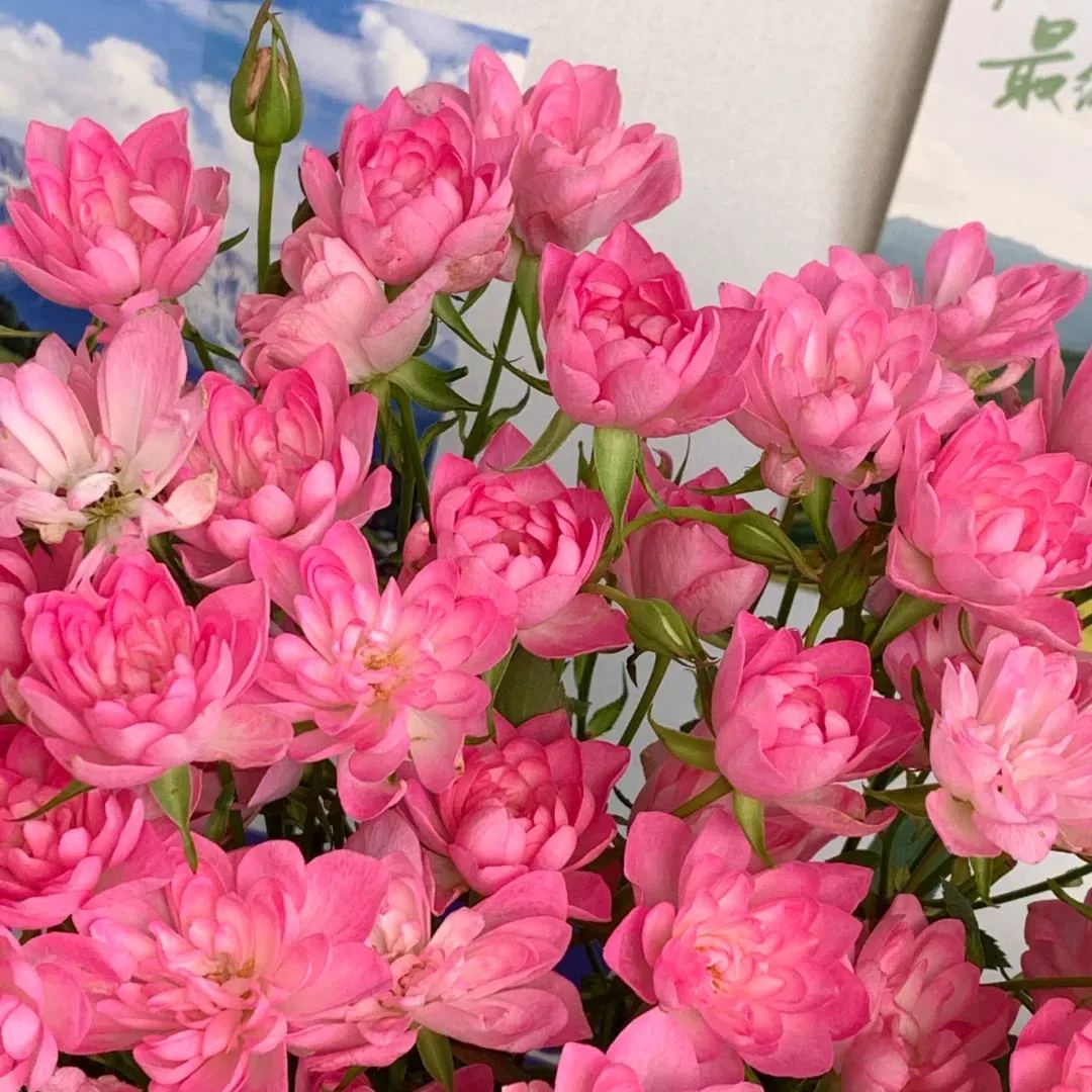 🪷Mini Lotus Multi-Headed Rose Seeds