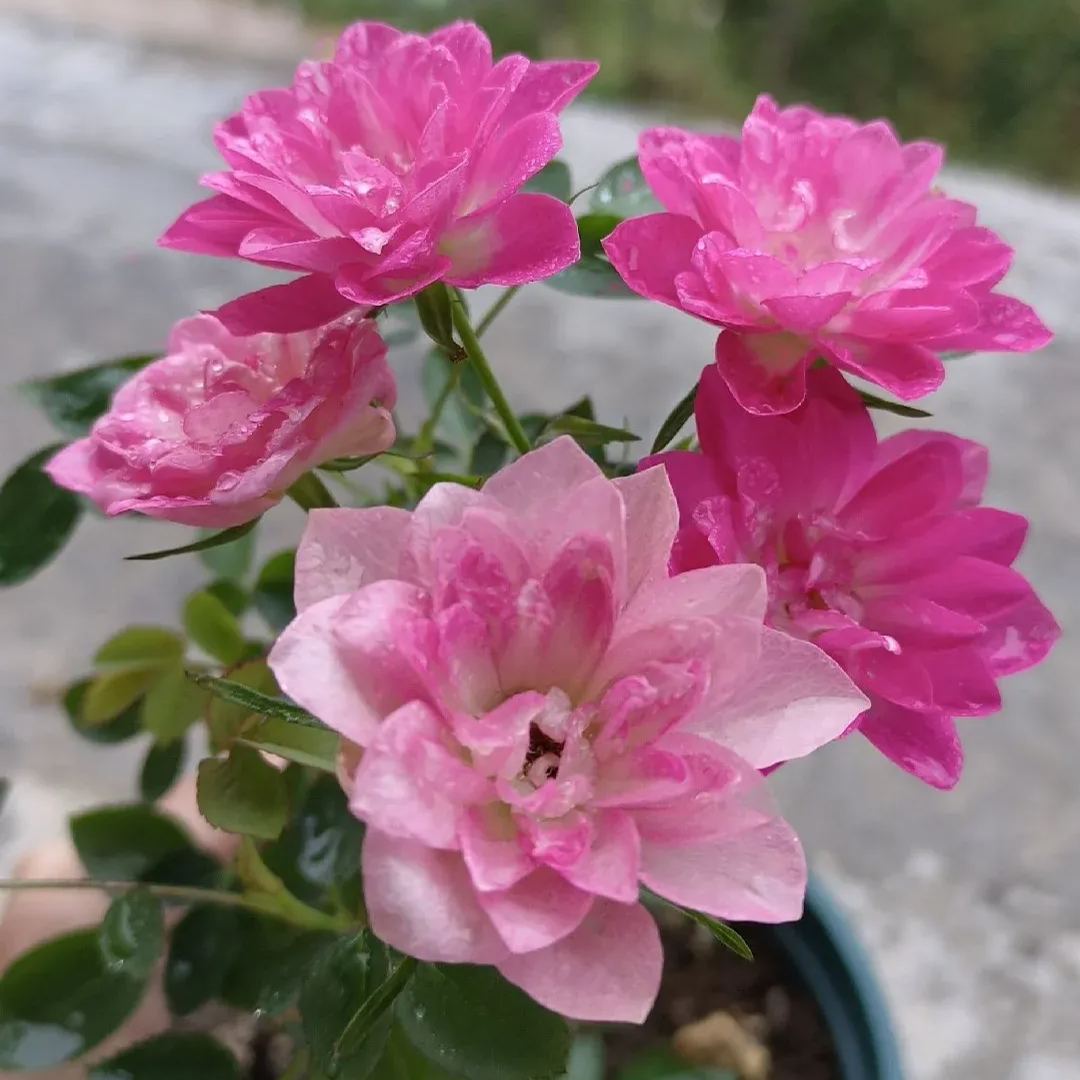 🪷Mini Lotus Multi-Headed Rose Seeds