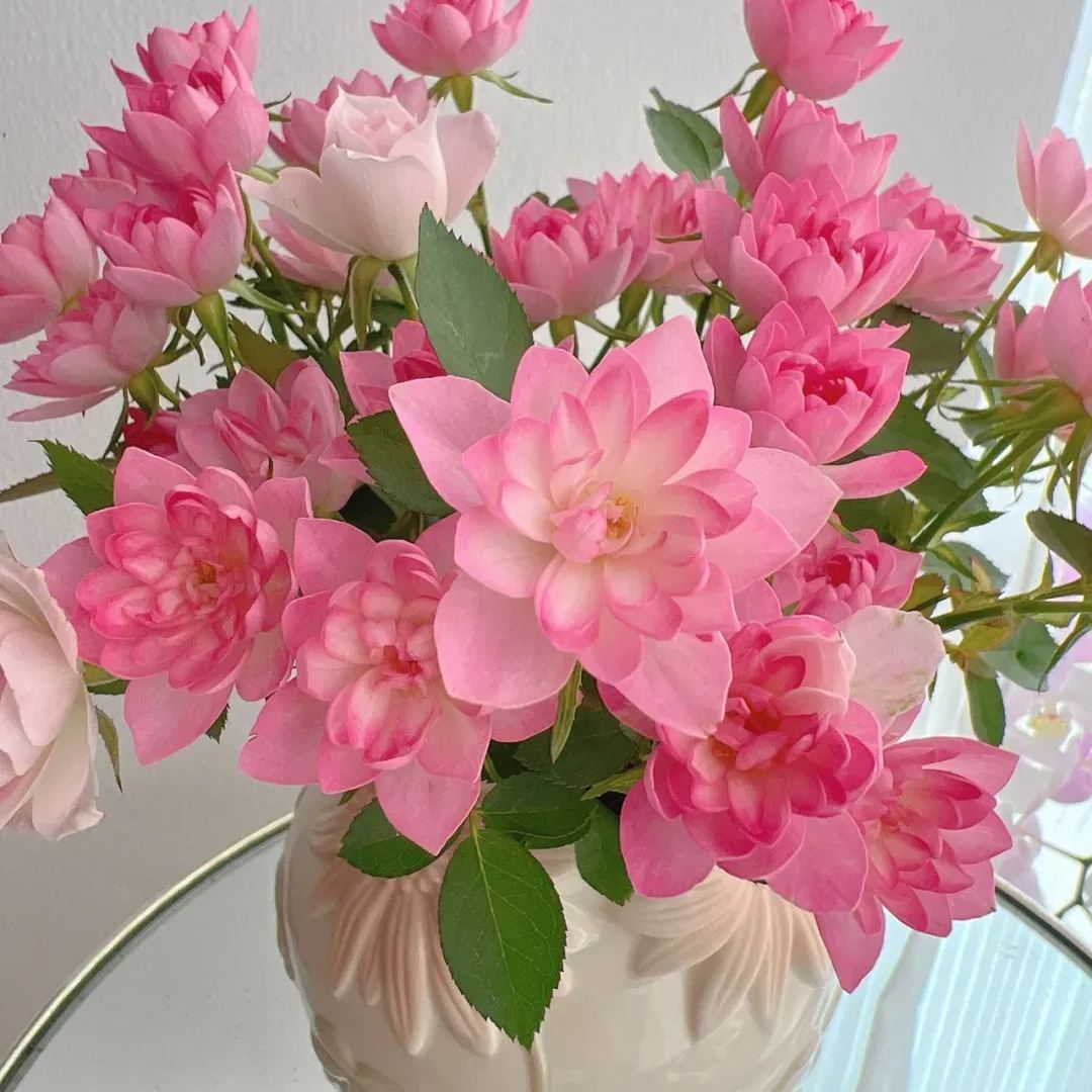 🪷Mini Lotus Multi-Headed Rose Seeds