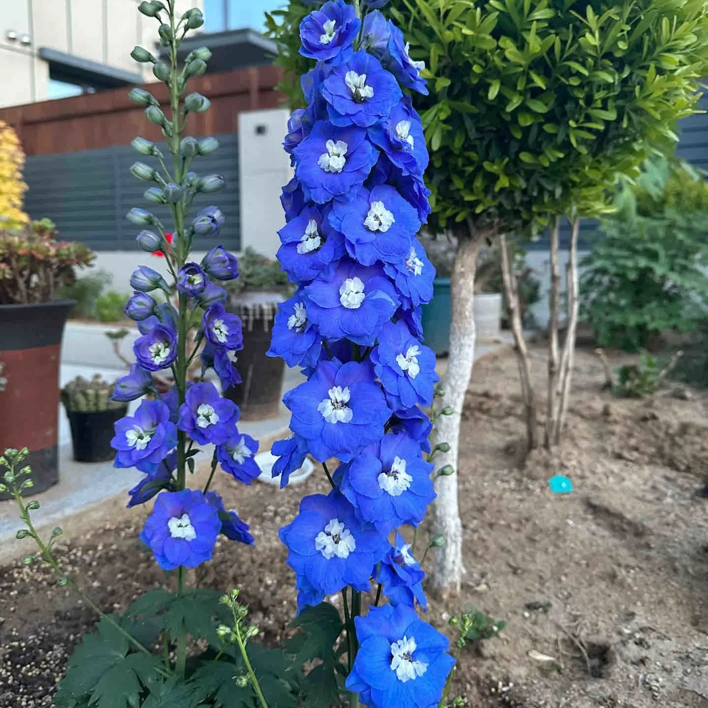 Aurora Delphinium Seeds