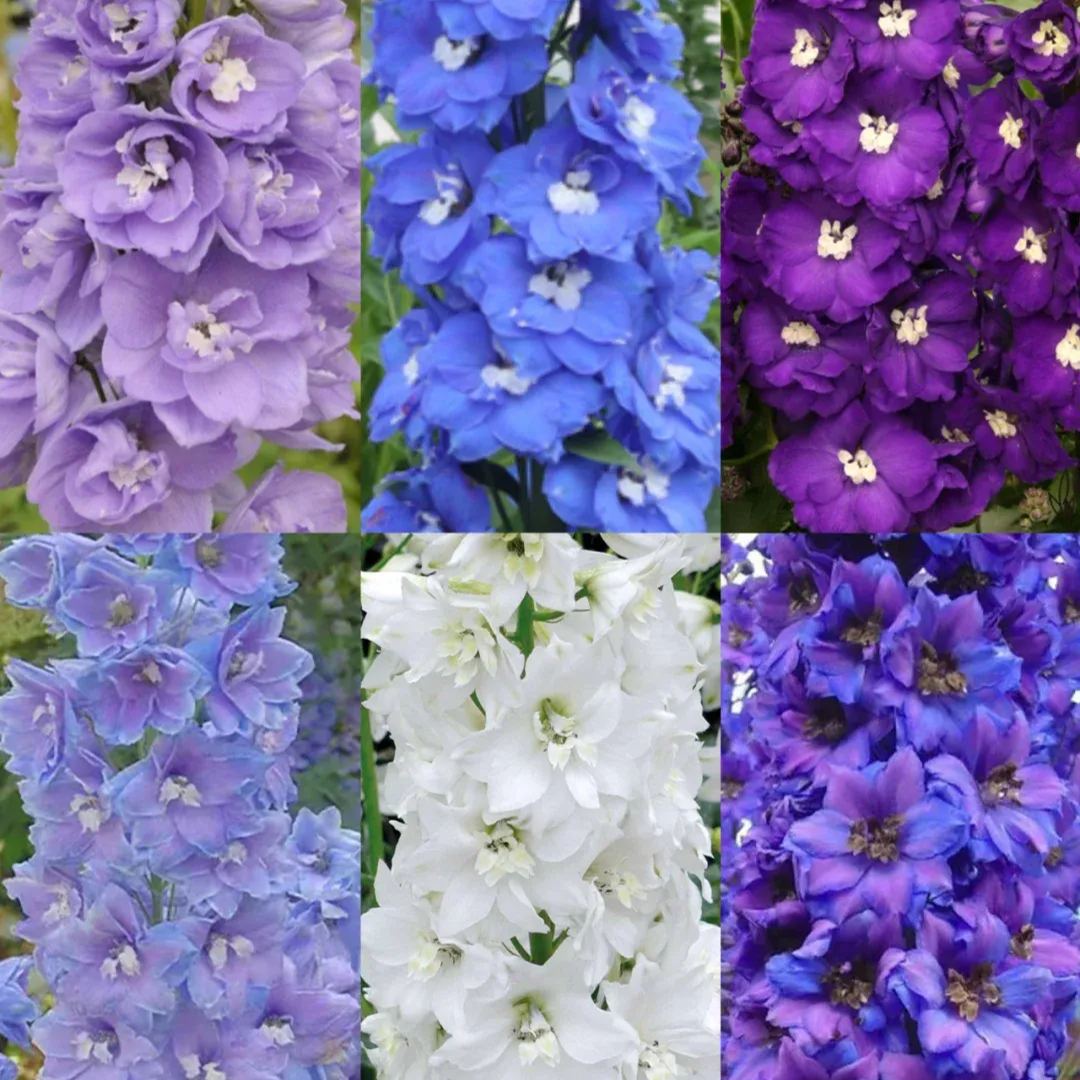 Aurora Delphinium Seeds