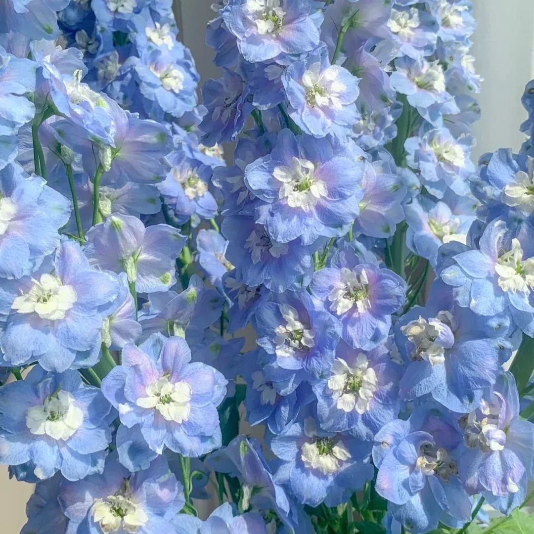 Aurora Delphinium Seeds