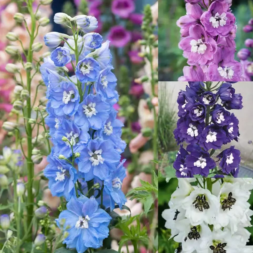 Aurora Delphinium Seeds