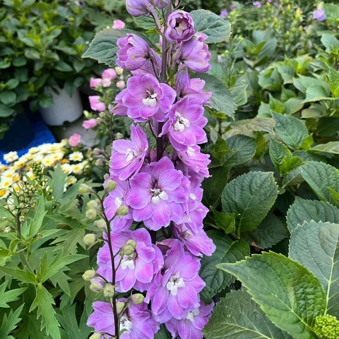 Aurora Delphinium Seeds
