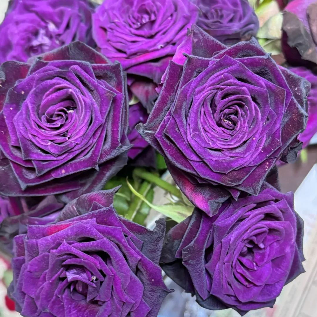 🌹Rare Black Baccara Rose Seeds🖤A black rose with a super velvety feel!