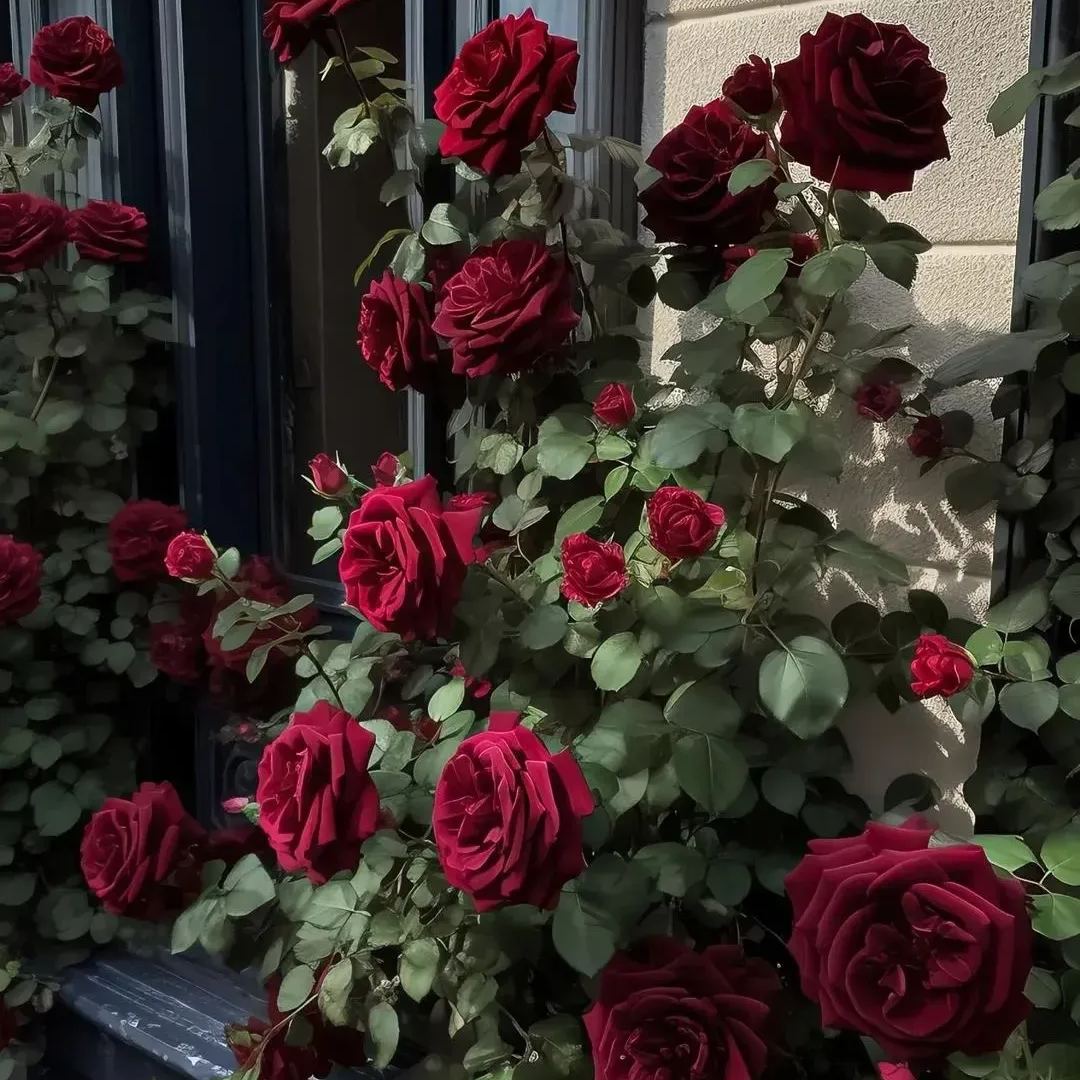 🌹Rare Black Baccara Rose Seeds🖤A black rose with a super velvety feel!