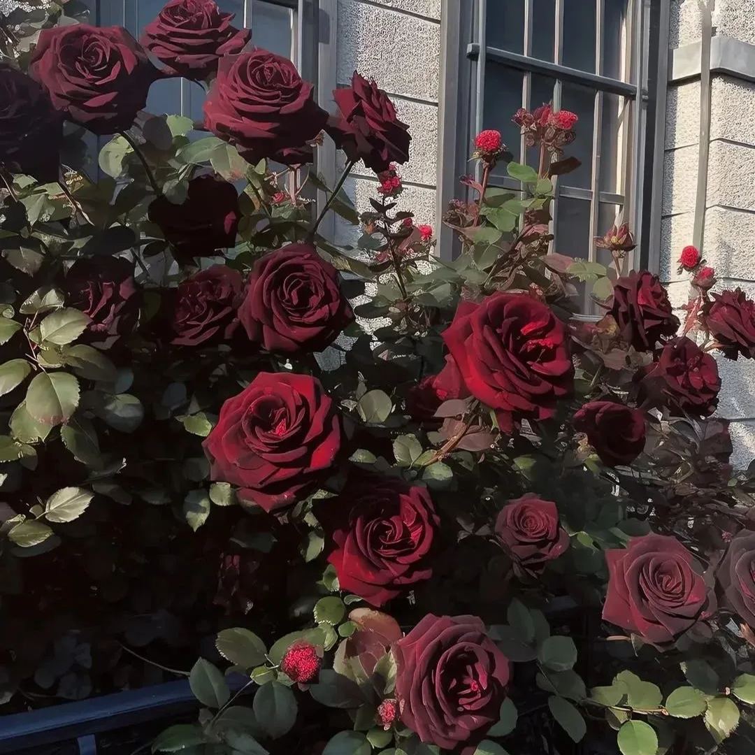 🌹Rare Black Baccara Rose Seeds🖤A black rose with a super velvety feel!