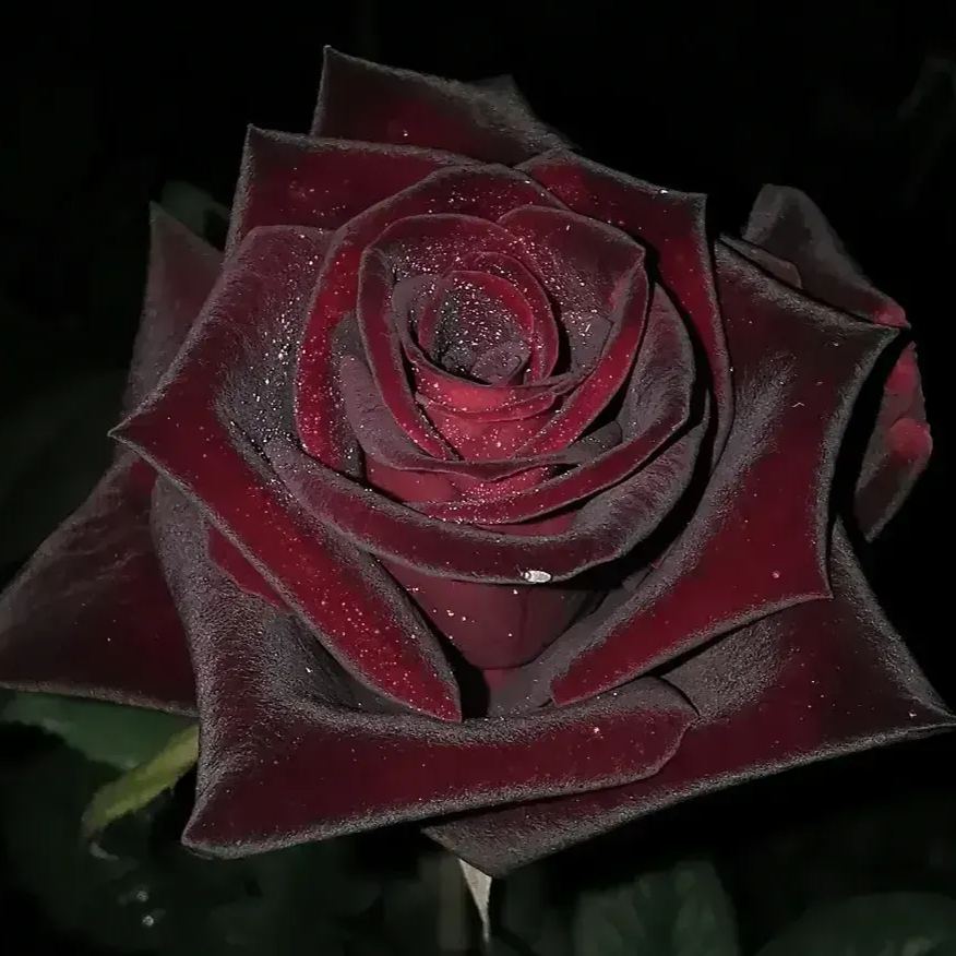 🖤Rare Black Baccara Rose Seeds🌹