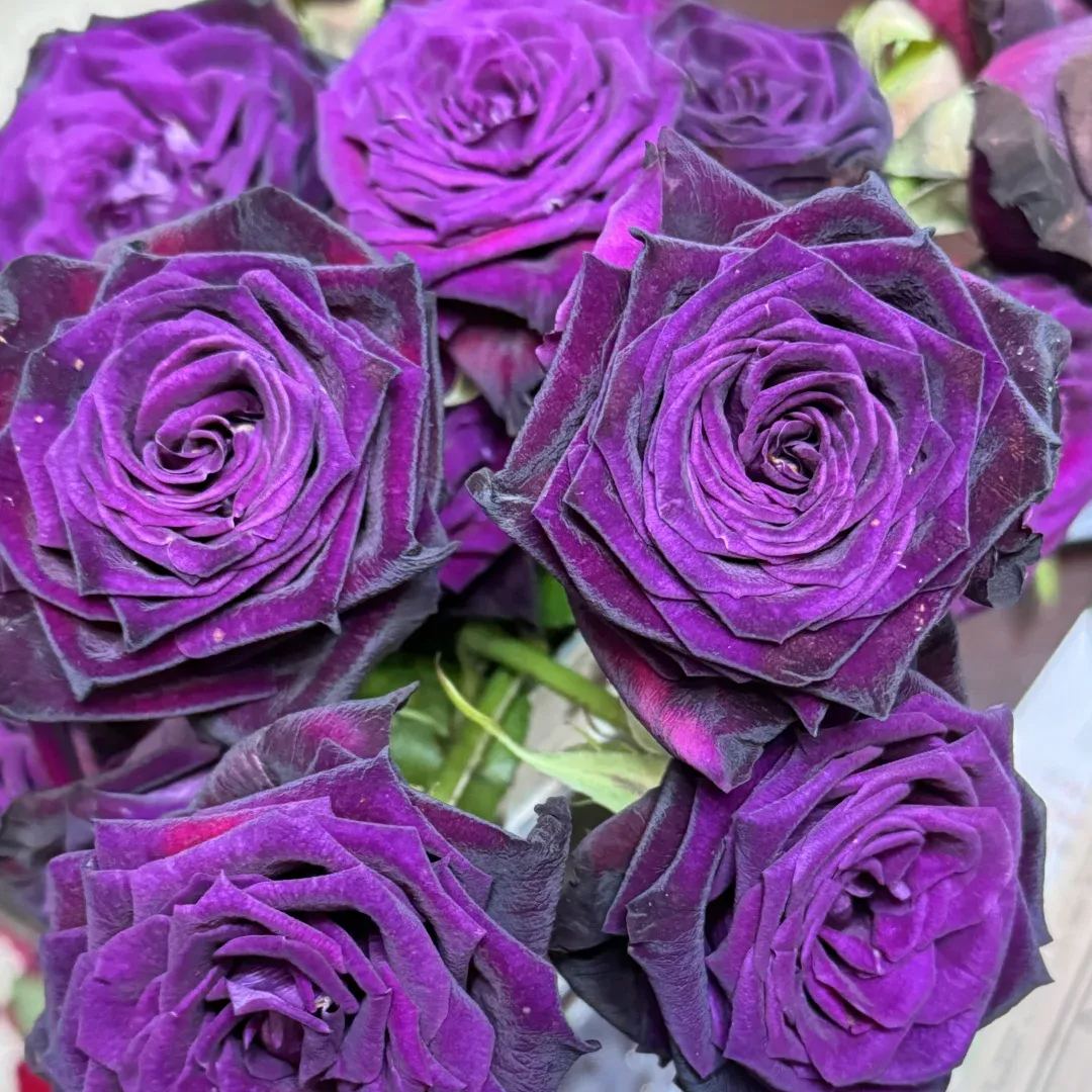 🖤Rare Black Baccara Rose Seeds🌹