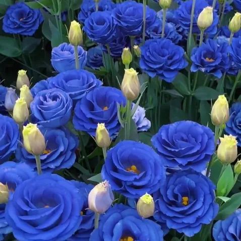 💜🥰Purple Lisianthus Seeds