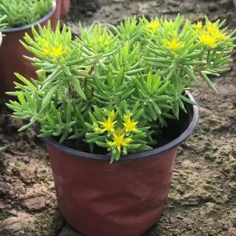 Golden Carpet Linear Stonecrop Seed