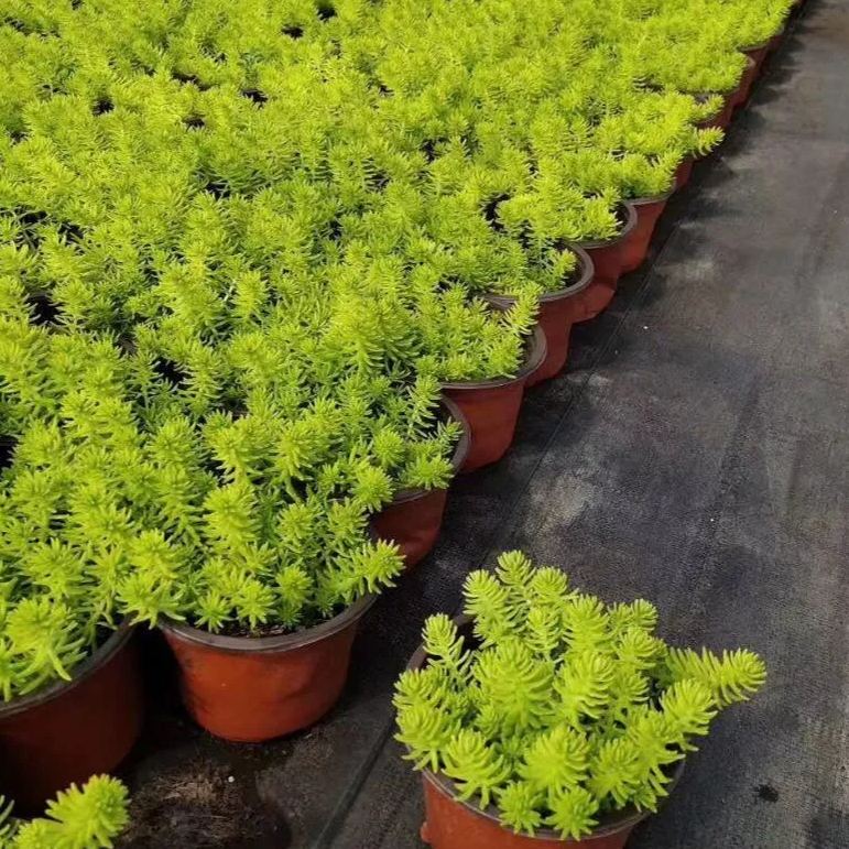 Golden Carpet Linear Stonecrop Seed