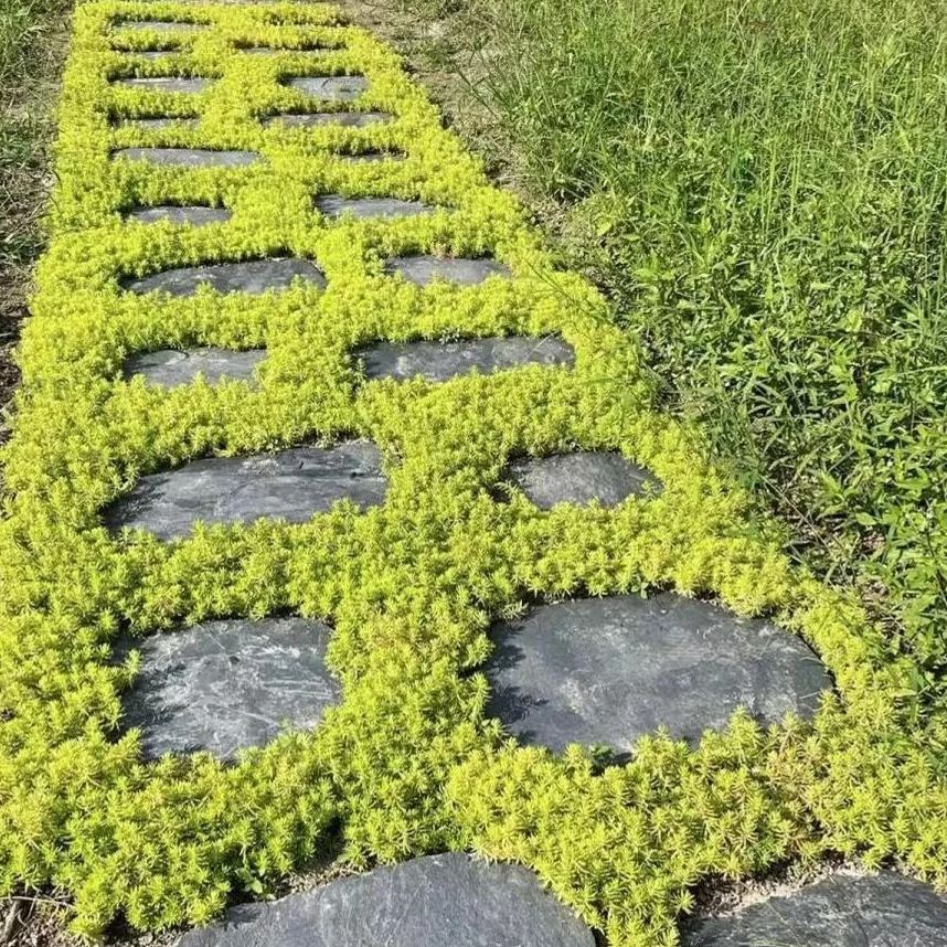 Golden Carpet Linear Stonecrop Seed