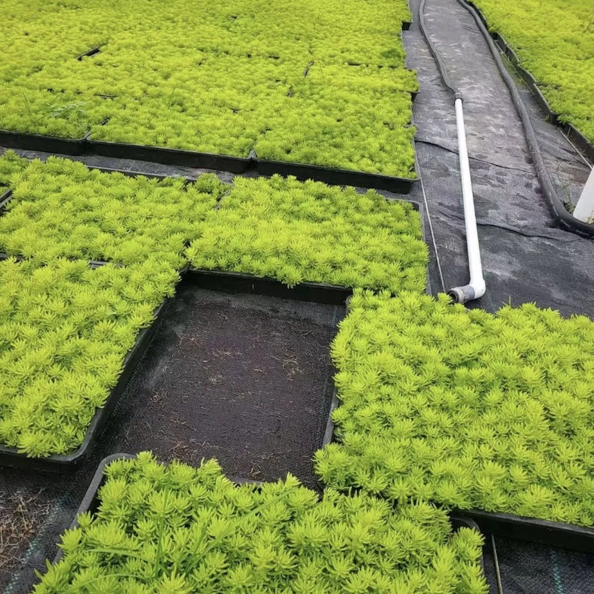 Golden Carpet Linear Stonecrop Seed