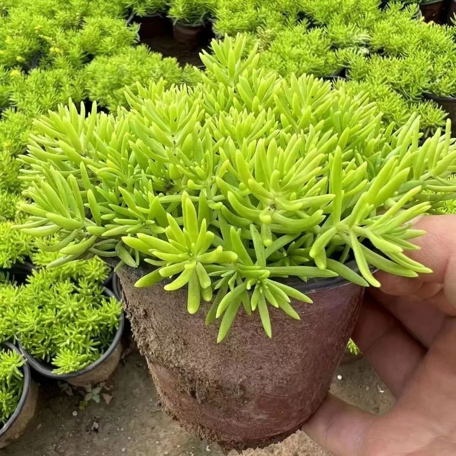 Golden Carpet Linear Stonecrop Seed