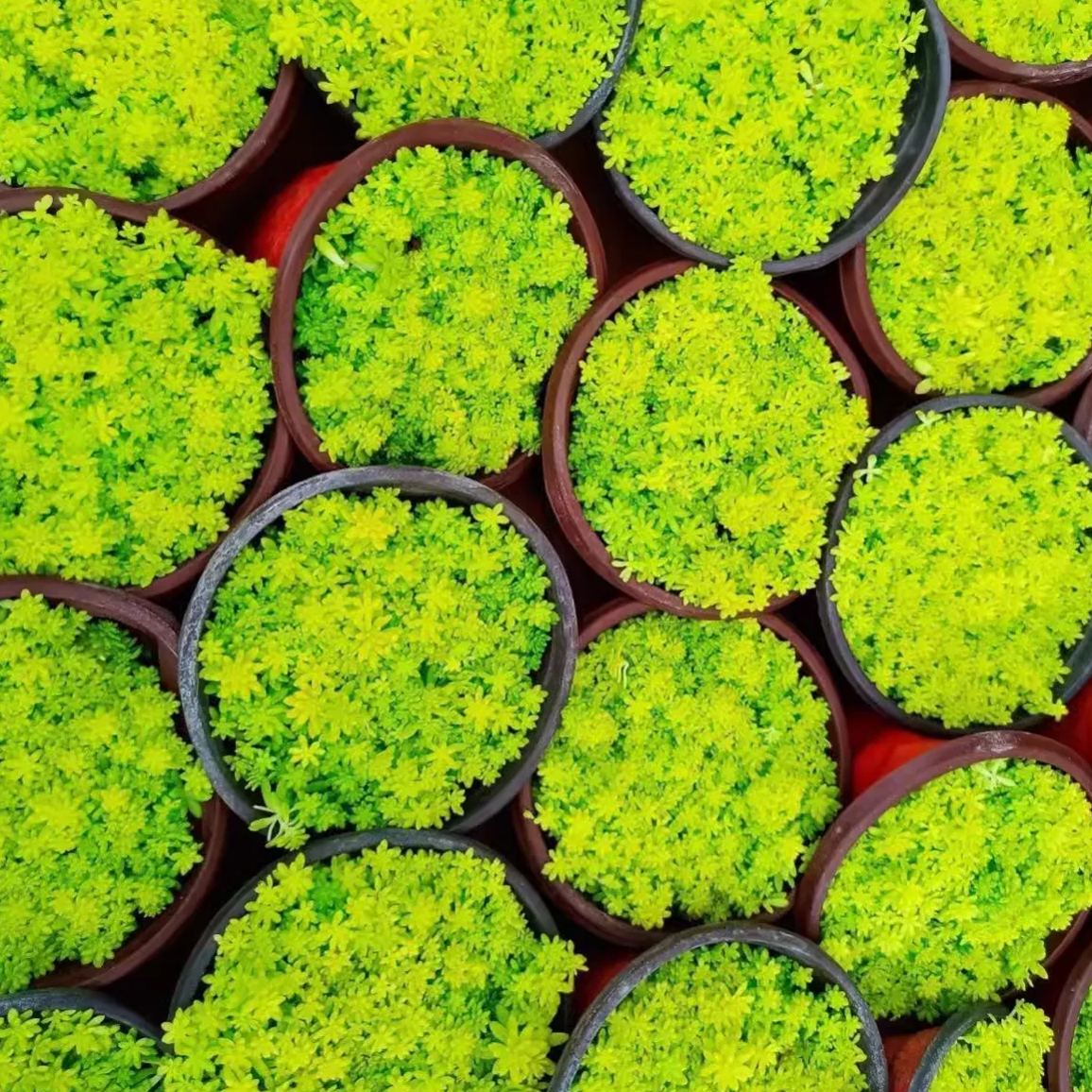 Golden Carpet Linear Stonecrop Seed