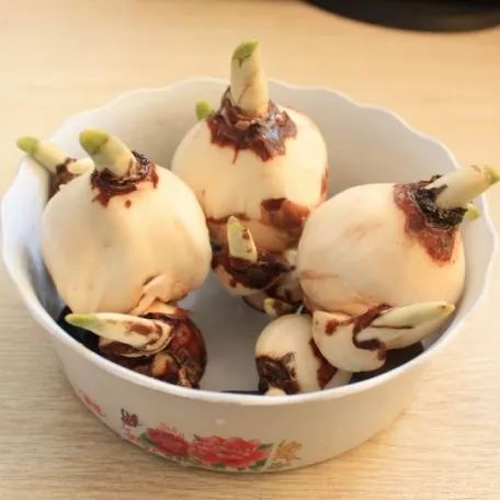 Daffodil Bulbs💡--Love & Purity