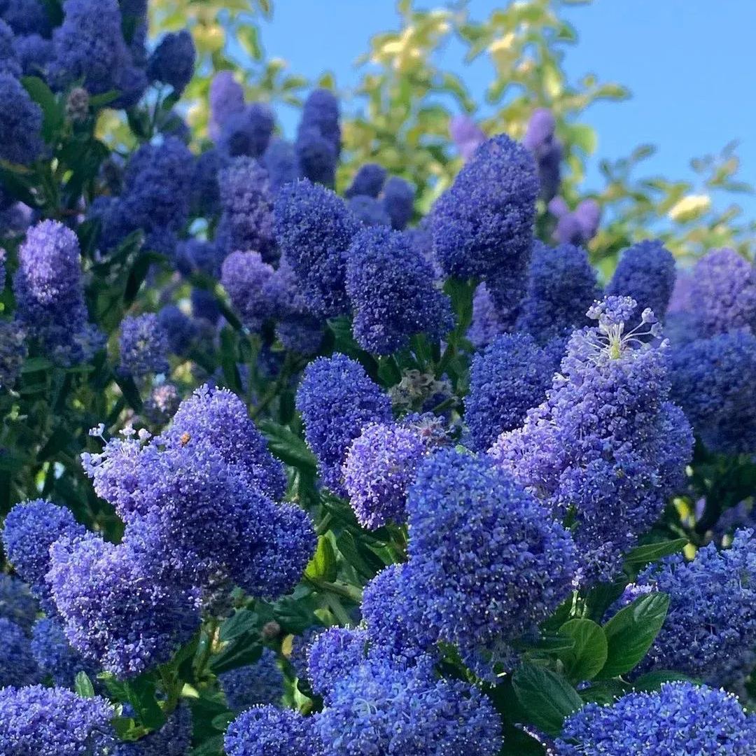 Blue Ceanothus Seeds