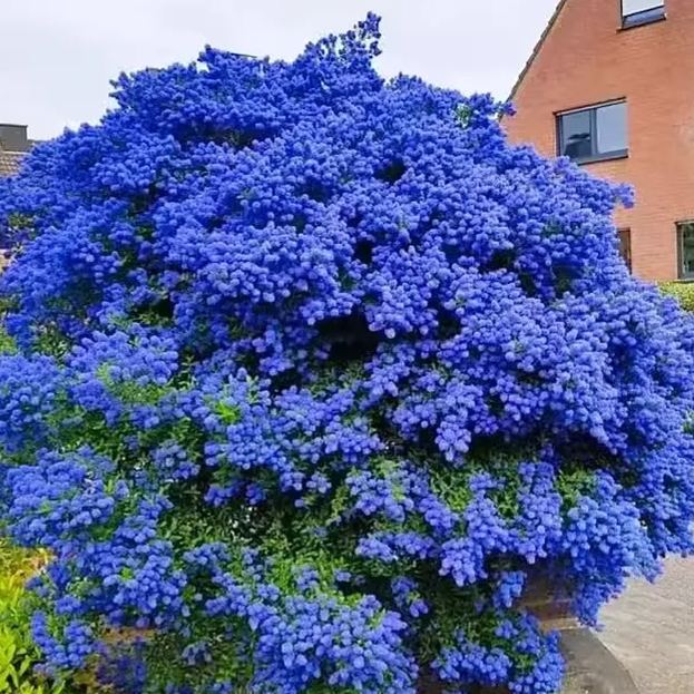 Blue Ceanothus Seeds