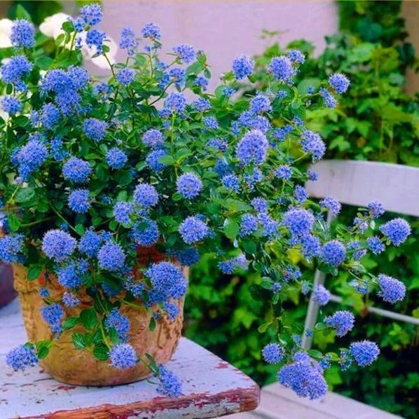 Blue Ceanothus Seeds💙Blooming machine for all seasons