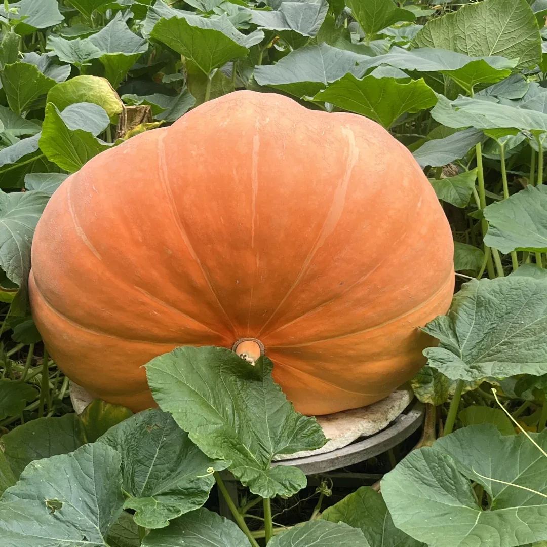 Giant Pumpkin Seeds🎃