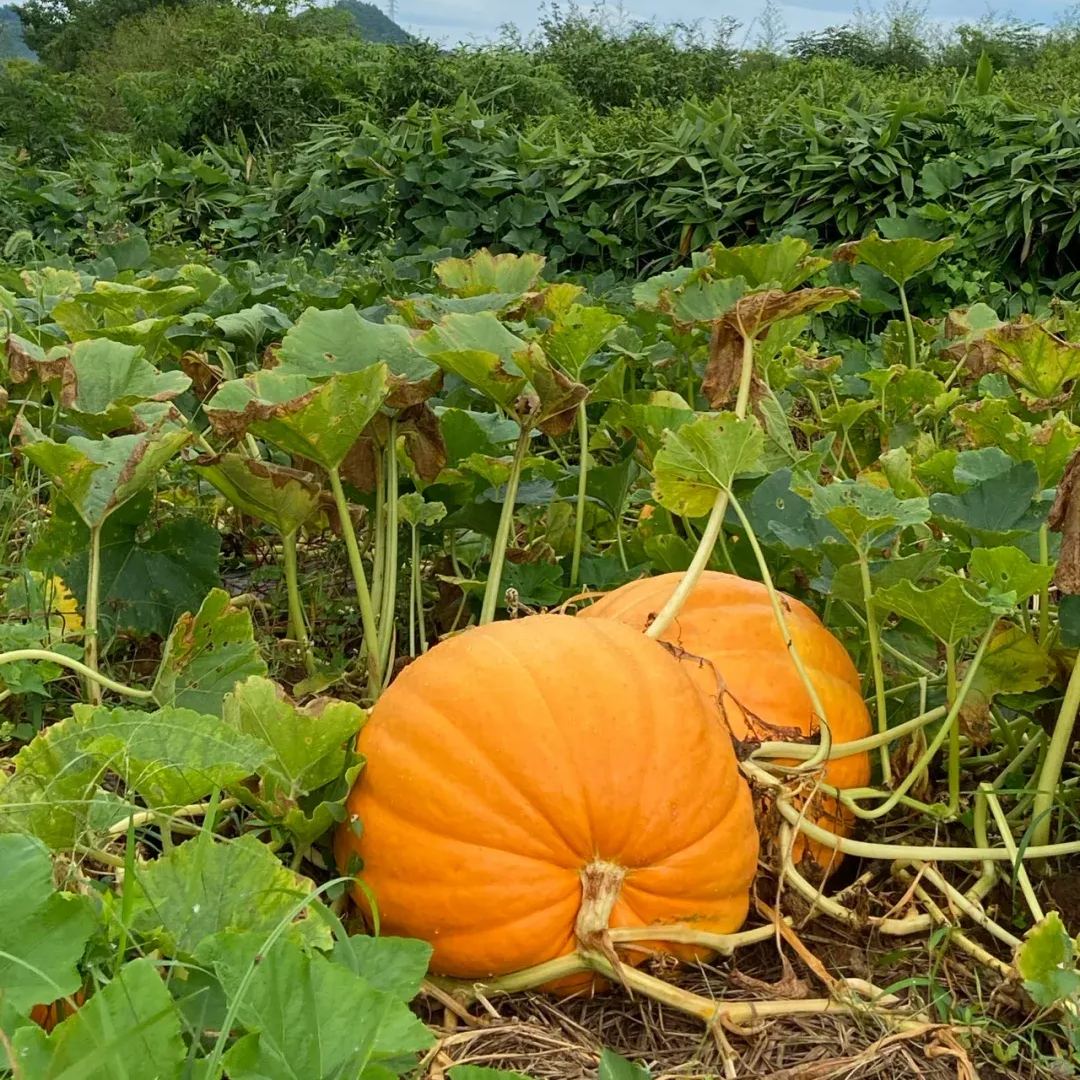 Giant Pumpkin Seeds🎃