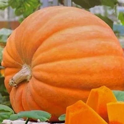 Giant Pumpkin Seeds🎃