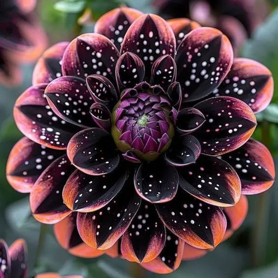 [Copy]Flame Armor Dahlia Seeds