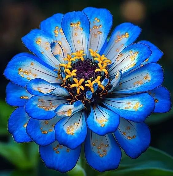 [Copy]Magic Clown Dahlia Seeds