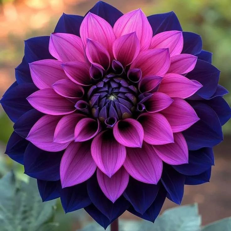 [Copy]Black Heart Hero Dahlia Seeds