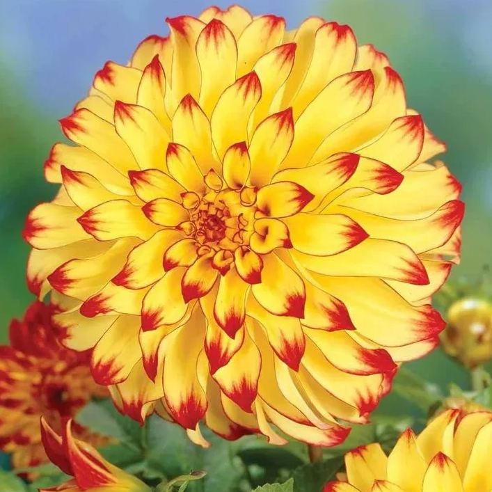 Golden Teddy Bear Dahlia Seeds