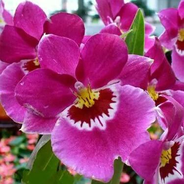 Pink Pansy Orchid