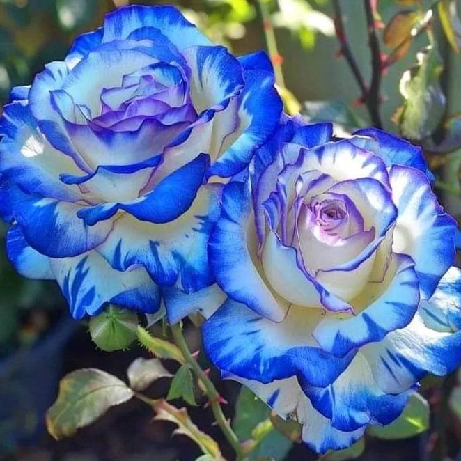 Enchanting Giant Blue Whirlwind Rose