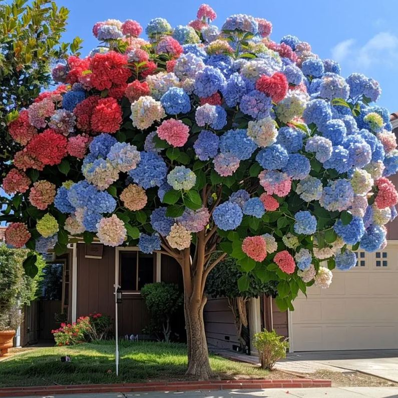 Gorgeous Hydrangea Tree