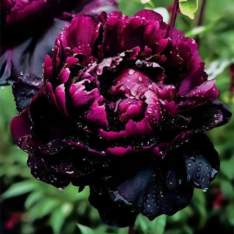 BLACK BEAUTY PEONY FLOWER SEEDS