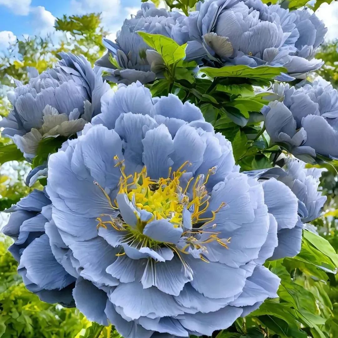 🖤BLACK BEAUTY PEONY FLOWER SEEDS