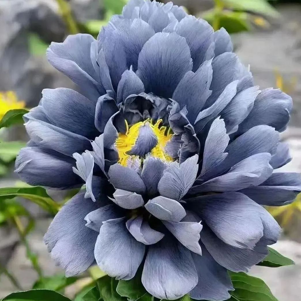 BLACK BEAUTY PEONY FLOWER SEEDS