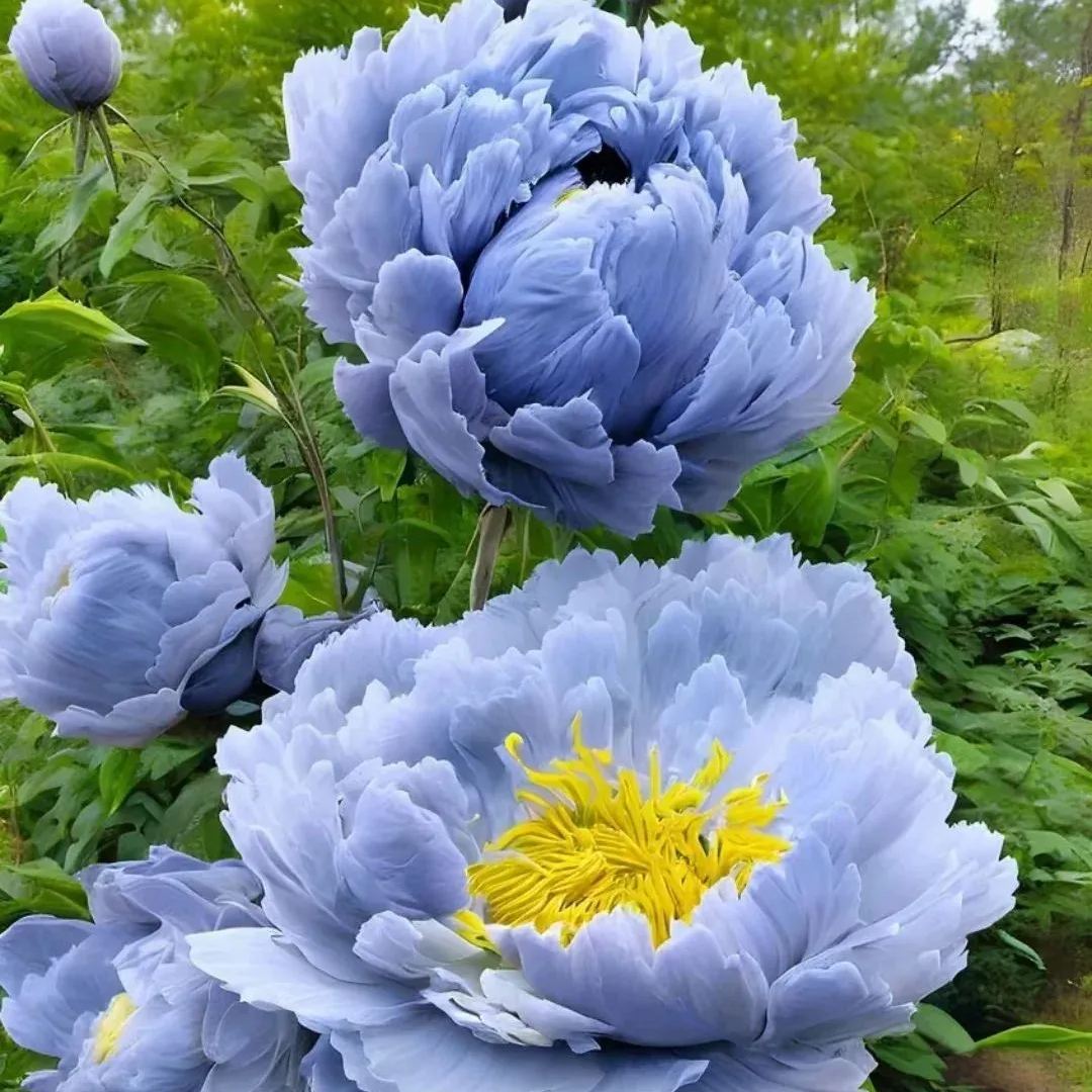 BLACK BEAUTY PEONY FLOWER SEEDS