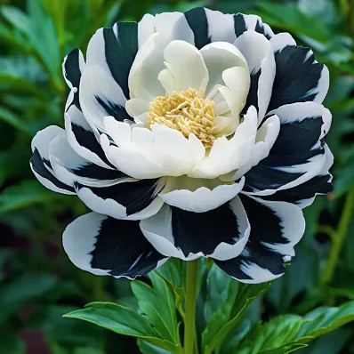 BLACK BEAUTY PEONY FLOWER SEEDS