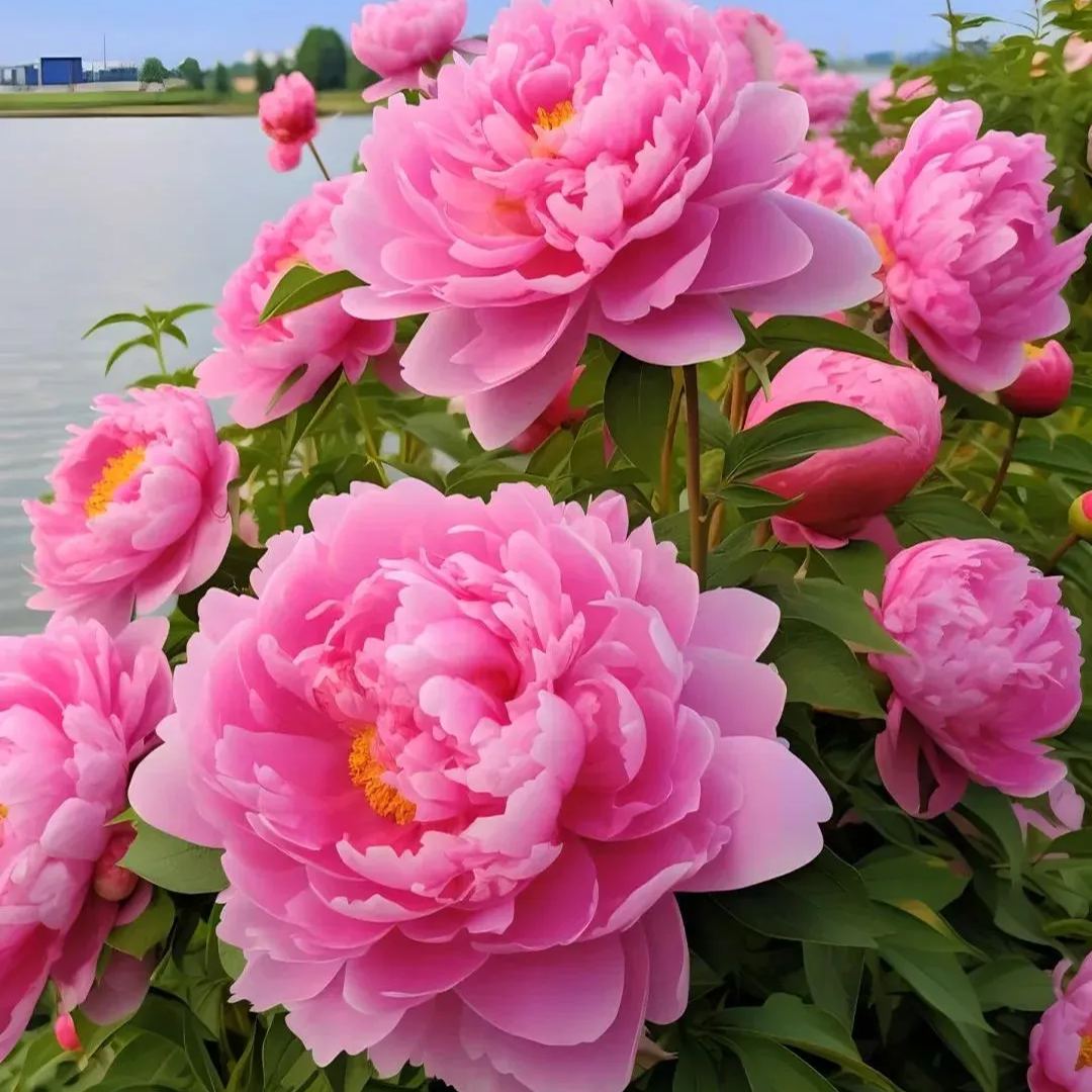 BLACK BEAUTY PEONY FLOWER SEEDS