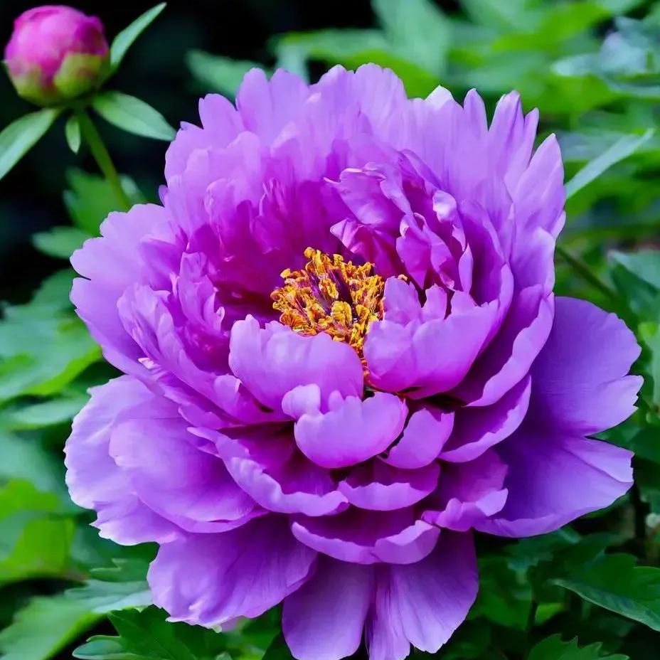 🖤BLACK BEAUTY PEONY FLOWER SEEDS
