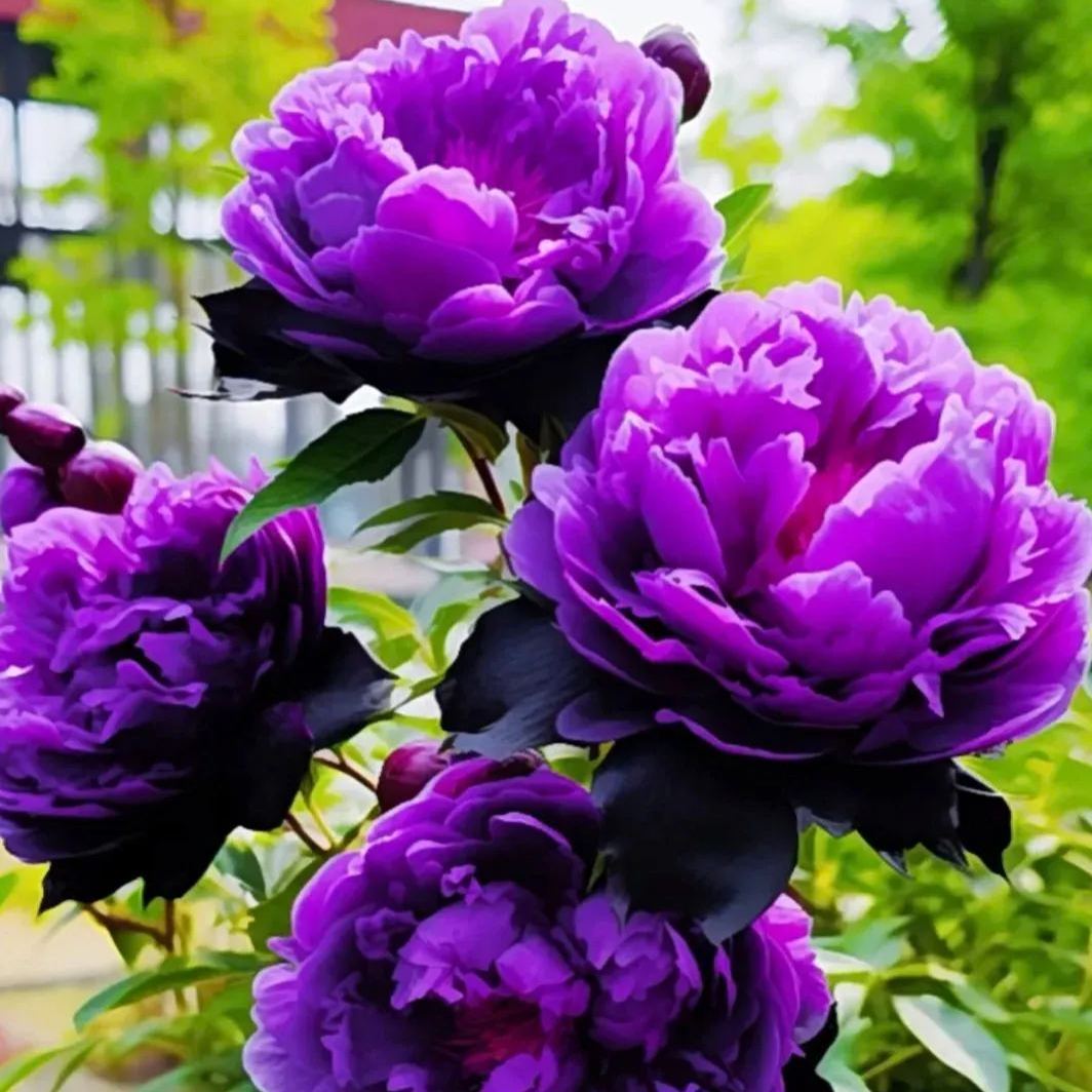 🖤BLACK BEAUTY PEONY FLOWER SEEDS