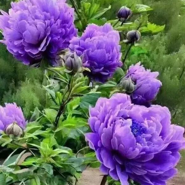 BLACK BEAUTY PEONY FLOWER SEEDS