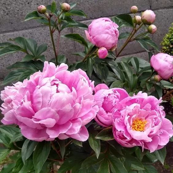 🖤BLACK BEAUTY PEONY FLOWER SEEDS