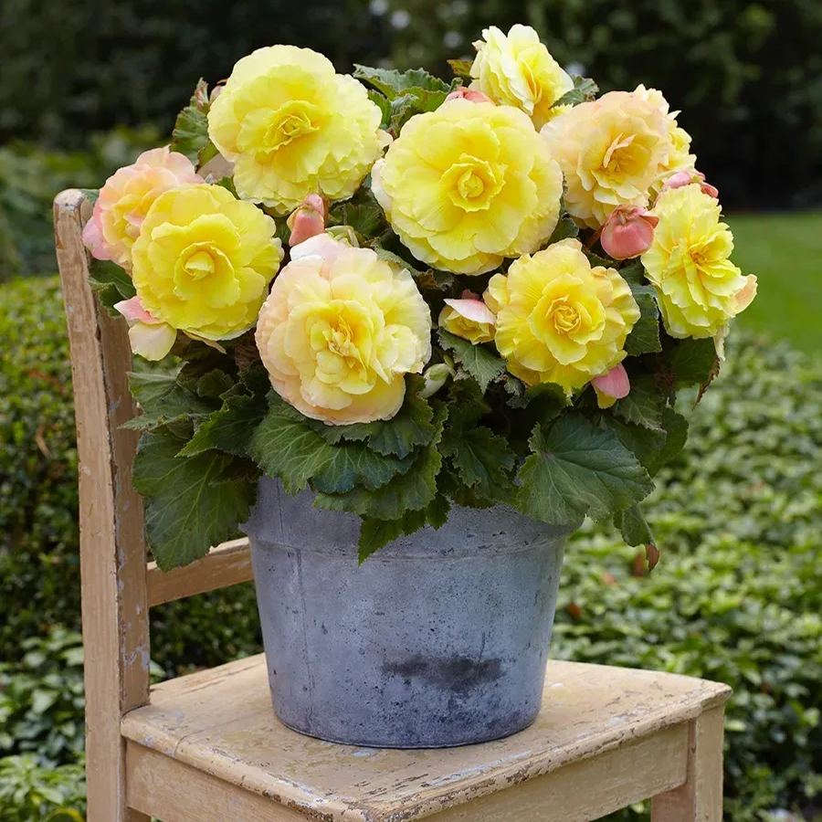 https://img-va.myshopline.com/image/store/1689135872829/-1730260230472.png?w=900&h=1200